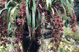 Orquídeas Longwood Gardens 