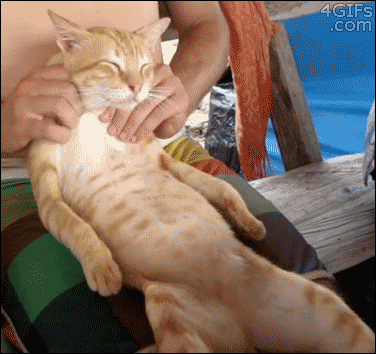 amistad-gatos8.gif