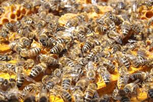 Un panal de casi 80,000 abejas estuvo a punto de extinguirse por completo