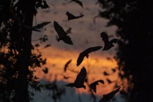 Annual Bat Migration