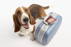viajar-con-mascotas-1.jpg
