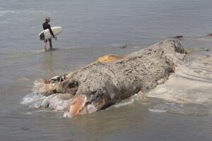 Ballena muerta en la playa de Encinitas, CA. Cubierta de arena por el olor