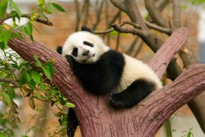 curiosidades-osos-pandas-2.jpg