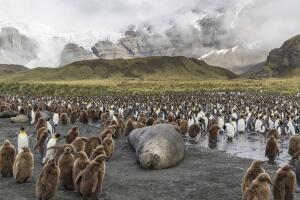 Elephant seal and king penguin adults and chicks at Gold Harbour, South Georgia Island