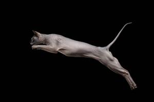 gato_pelado_12.jpg