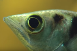archefish-peixe-reconhece-rosto.png