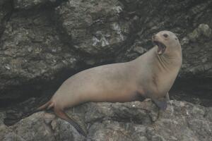 lobo-marino-de-california.jpg