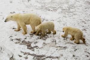 Polar Bears Begin Seal Hunting On Frozen Icepacks In Northern Canada