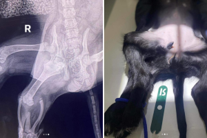 perrita-ariel-6-patas (3).png