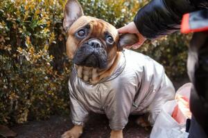 Llegó una nueva raza de bulldog francés sin pelo y la Asociación Veterinaria Británica aseguró los peligros.jpg