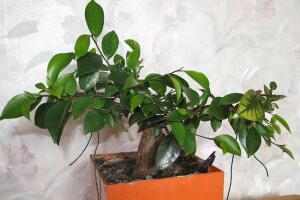 Ficus Retusa 