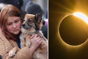 Las mascotas pueden sufrir algunos cambios en su comportamiento durante el eclipse solar