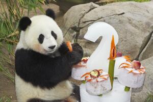 Giant Panda Birthday