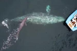 nace ballena gris turistas Dana Point California