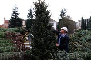 arboles de navidad.jpg