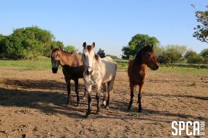 SPCA crueldad animal Texas