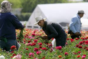 Farmworkers Harvest First Spring Crops In Southern California