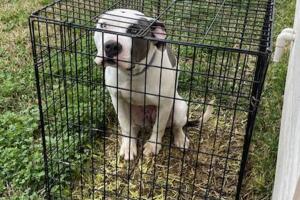 Rescatan perro portada.jpg