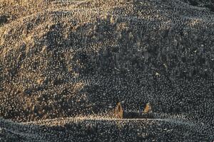 The British Wildlife Photography Awards 2016