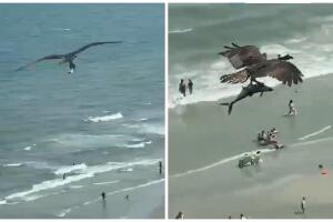 Captan águila llevando supuesto tiburón.