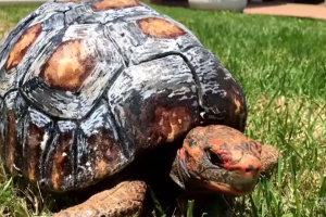 Tortuga con caparazón impreso en 3D