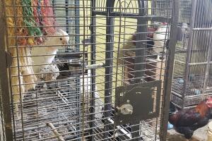 ANIMALES/ANIMALES-RESCATADOS10.jpg