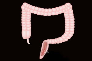 intestino.jpg
