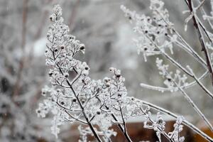 Ramas de árboles cubiertas de hielo durante una tormenta invernal el domingo en Nashville.