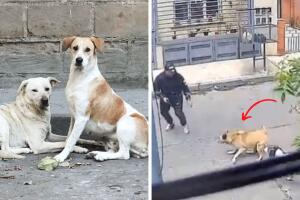 perrita_callejera_asalto