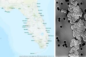 Las autoridades de Florida emiten advertencias por contaminación fecal en 8 playas debido a altos niveles de bacterias enterococos.
