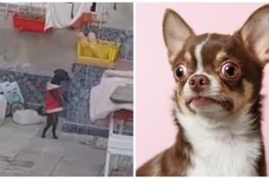 Perrito camina humano.jpg