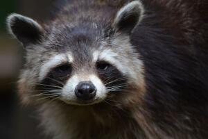 Un inesperado visitante, un mapache, sorprendió a los pasajeros en el Aeropuerto Internacional de Filadelfia al ingresar corriendo por el conducto de equipajes en plena hora pico. 