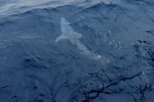 Tiburones /Tiburón3.jpg