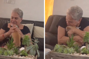 reunion_perrito_extraviado.tiktok.png
