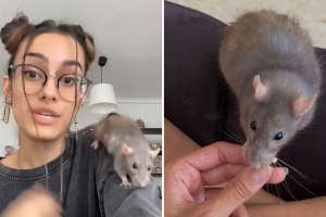 Joven adopta a una rata de la basura como mascota y su historia se vuelve viral en TikTok por causar debate