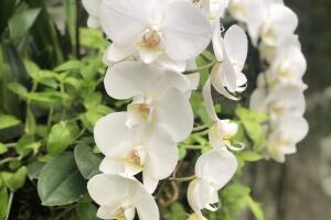 UNA DOCENA DE FLORES PARA MAMA /IMG_1315.jpg