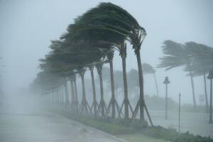 Los árboles se doblan en los vientos de tormenta tropical en North Fort Lauderdale Beach Boulevard cuando el huracán Irma golpeó la parte sur del estado en septiembre de 2017.