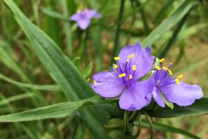 Vistazo a las flores silvestres que adornan la primavera texana