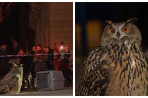 Flaco, el búho exótico que era buscado hasta por la policía de Nueva York, regresa a Central Park