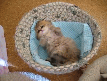 amistad-gatos7.gif