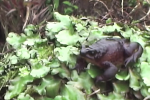 La rana Jambato, en Ecuador