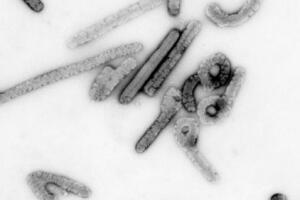 virus-do-marburg.jpg