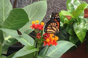 Inauguran mariposario en Puerto Rico