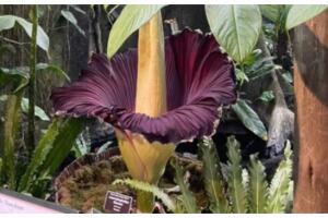 Bella y apestosa flor de cadáver florece en el Jardín Botánico de Nueva York 