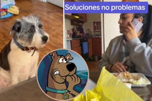 Acusan a la perrita Valentina con Scooby-Doo por morder el sillón