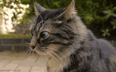 desconfianza5.gif