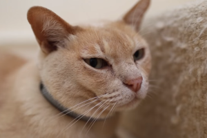 Tracker para encontrar gatos perdidos