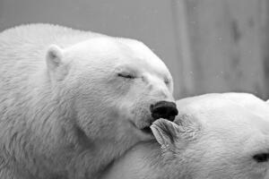 beso-oso-polar.jpg
