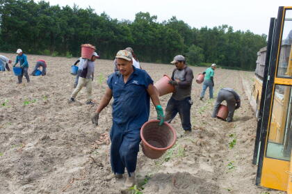 Migrant farm workers work in a field harvesting sweet potatoes. The agricultural fields of rural Eastern North Carolina produce bountiful crops for America's food markets, as well as most of the tobacco grown in America. These crops are harvested by migrant farm workers, mostly from Mexico, some of who have seasonal work visas and some of who are undocumented. Some farm workers settle in the area, while others migrate with the winter harvest to Florida or return to Mexico. Thousands of miles fro (Photo by Andrew Lichtenstein/Corbis via Getty Images)