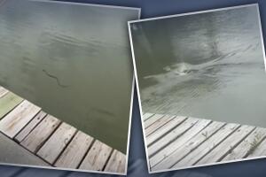 Caimán devora a serpiente.